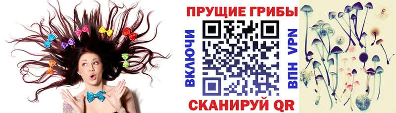 как найти наркотики  Канаш  Псилоцибиновые грибы Psilocybe 